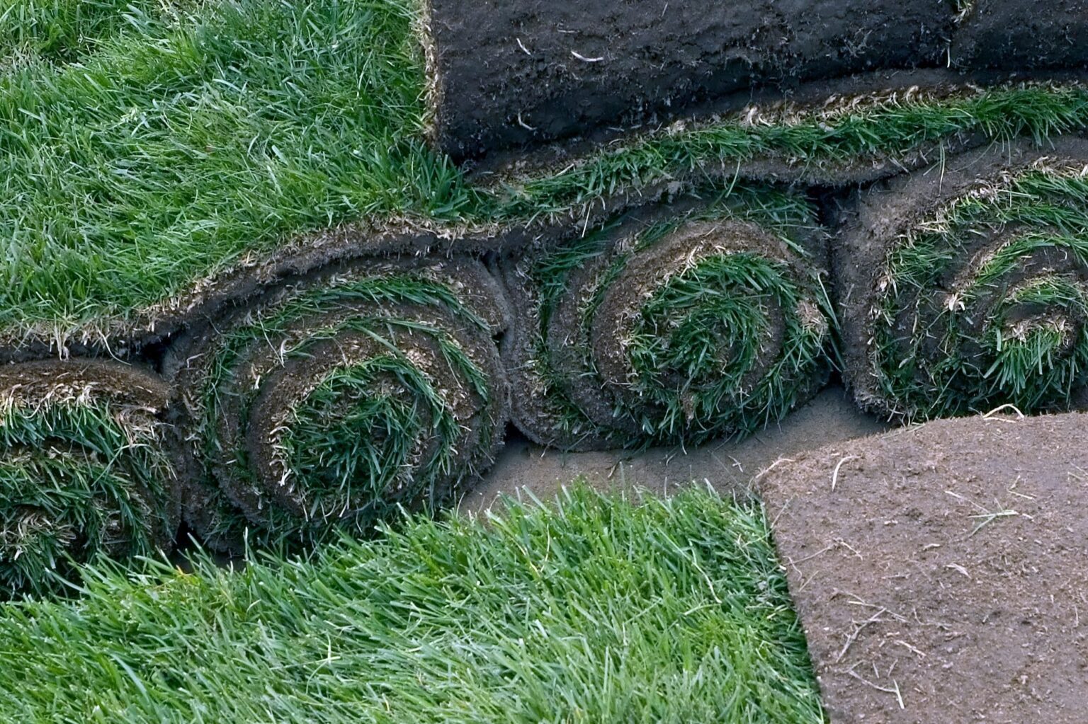 Instant Lawn and Tree Felling - Rainbow Turf